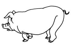 看起来胖乎乎的大肥猪动物简笔画步骤图片大全