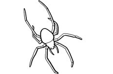 正在缓慢爬行的蜘蛛简笔画