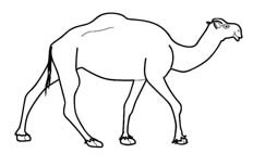 一头体型非常庞大的骆驼动物简笔画步骤图片大全