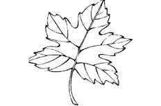 一片外形优美的枫叶树叶简笔画具体步骤