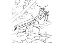 站在树枝上面全面戒备的螳螂昆虫简笔画步骤图片大全
