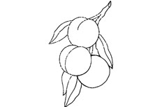 三个可爱桃子简笔画的绘制步骤有哪些