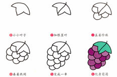 紫红色的新鲜葡萄简笔画