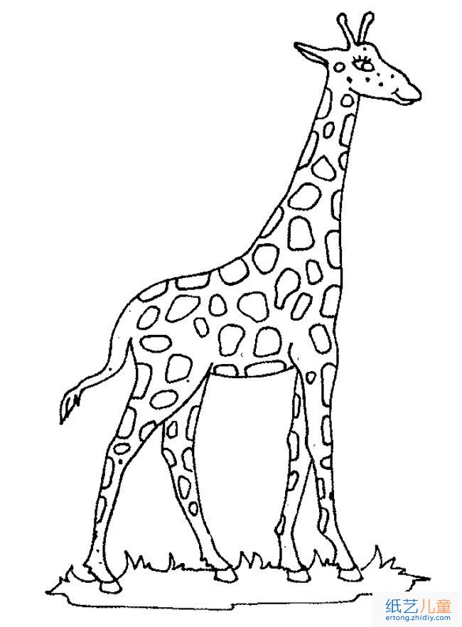 长颈鹿动物简笔画步骤图片大全