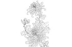 看起来花团锦簇的富贵菊花植物简笔画步骤图片大全
