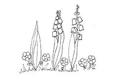 几棵随风摇摆很漂亮的风铃草植物花简笔画步骤图片大全