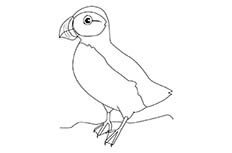 象征着坚韧不拔精神的海雀小鸟动物简笔画步骤图片大全