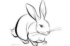 超级可爱的兔子简笔画绘制步骤