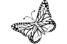 蝴蝶简笔画的大致步骤有哪些
