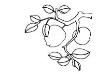 接满硕大桃子的桃树植物简笔画步骤图片大全