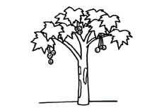 挂满了饱满果实的枫树植物简笔画步骤图片大全