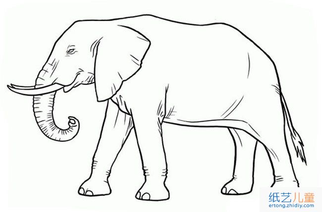 大象动物简笔画步骤图片大全