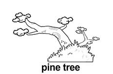 一棵树干非常粗壮的松树植物简笔画步骤图片大全