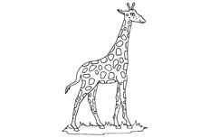 一只浑身布满漂亮斑点的长颈鹿动物简笔画