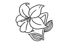 一朵正在美丽绽放的百合花植物简笔画绘制步骤