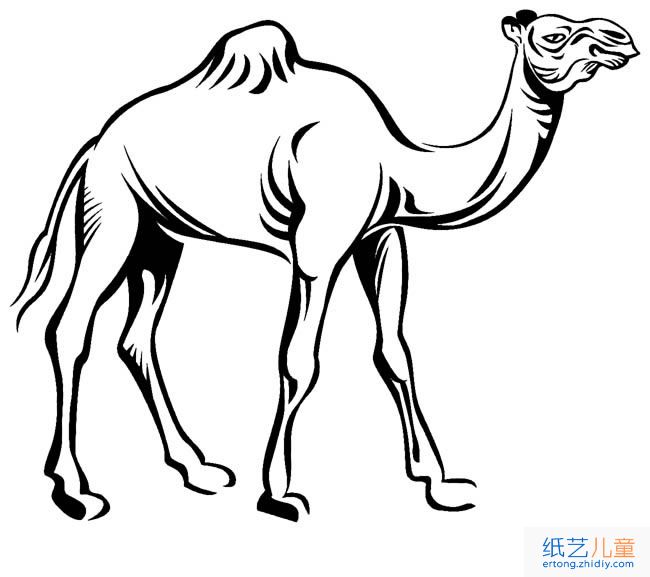 单峰骆驼动物简笔画步骤图片大全