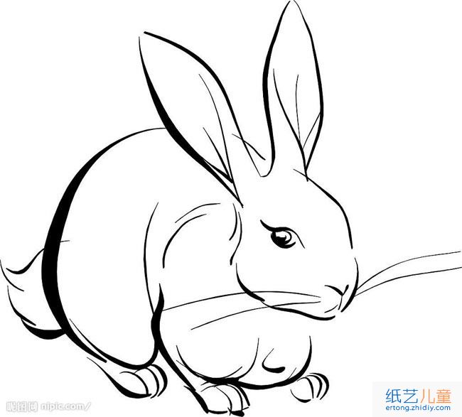大白兔动物简笔画步骤图片大全
