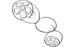一段三节的莲藕蔬菜简笔画主要步骤图片