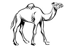 一只看起来特别健壮的单峰骆驼动物简笔画步骤图片大全