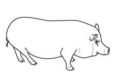 看起来胖乎乎的特别可爱的大肥猪动物简笔画步骤图片大全