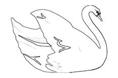 正在优雅地游动的白天鹅动物简笔画步骤图片大全