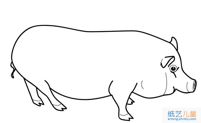 大肥猪动物简笔画步骤图片大全