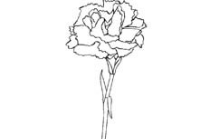 一支正在美丽绽放盛开的康乃馨植物花简笔画步骤大全