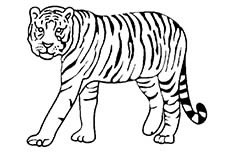 林中之王看起来特别凶猛的大老虎动物简笔画步骤图片大全
