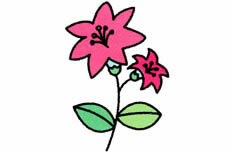 一朵粉红色的特别美丽的百合花简笔画步骤图片大全